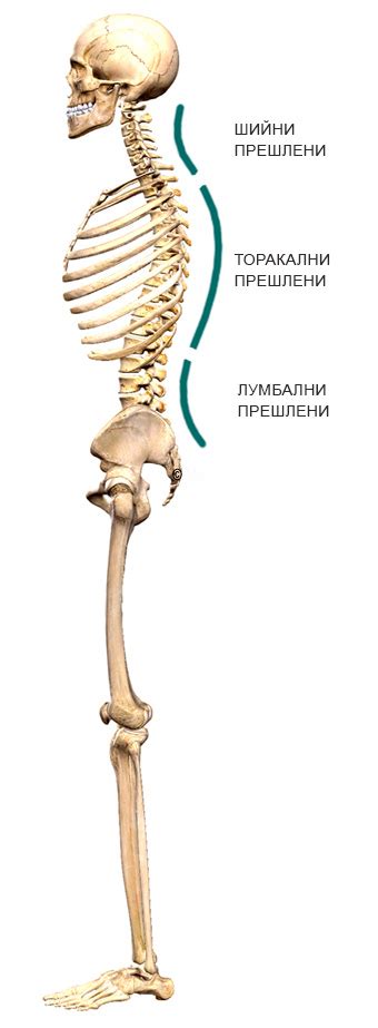 Фитнес тренировки при гръбначни изкривявания - сколиоза, лордоза и ...