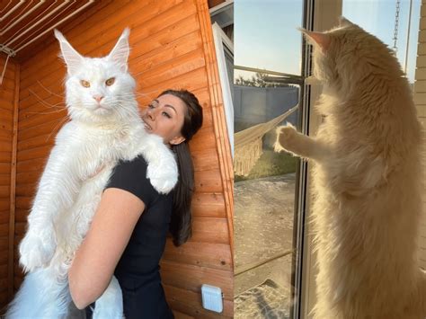 worlds biggest cat   tall    open door
