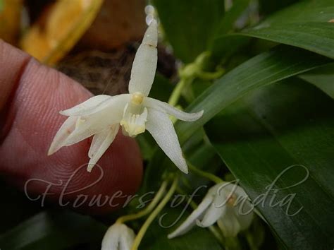 Pinalia acervata - Bundled Eria