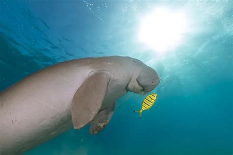 What Animals Live in the Pacific Ocean? - WorldAtlas