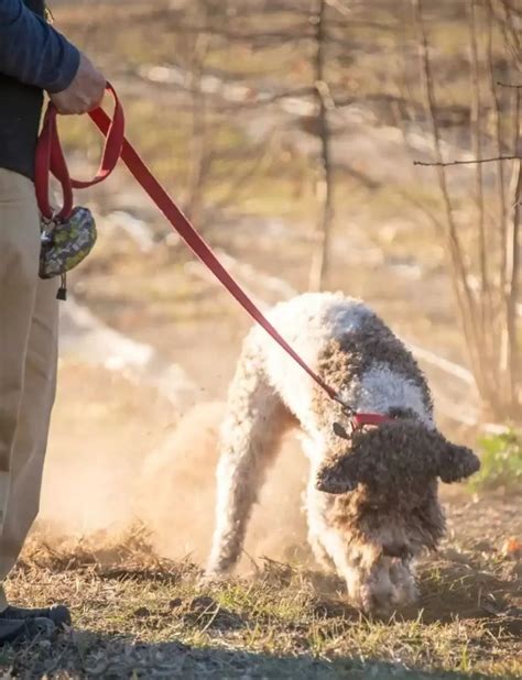 Lagotto Romagnolo: The Italian Truffle Hunting Dog – This Way To Italy