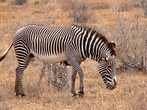 definitive guide  grevys zebra facts habitat conservation status