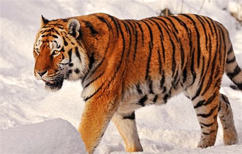 Создать мем "амурский тигр (panthera tigris), центр амурский тигр ...