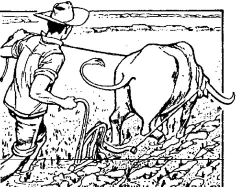 Carabao Drawing at GetDrawings | Free download