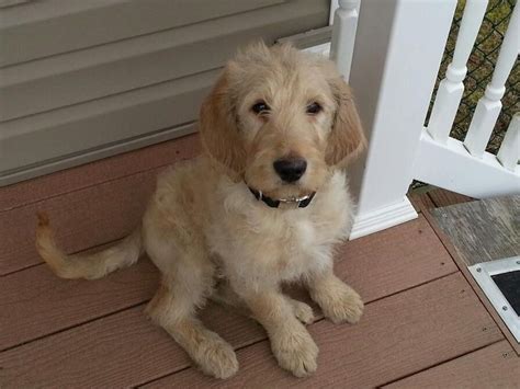 Golden Doodle Lab Mix