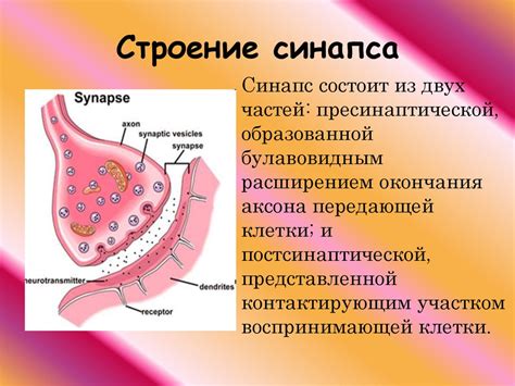 Строение нейрона. Синапс - презентация онлайн