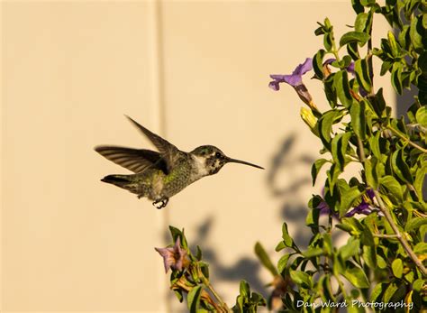 Hummingbirds Of Desert Hot Springs ~ 2020 – BB Photography Studio