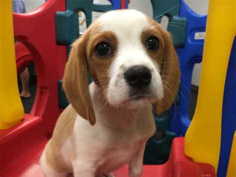 Puppy