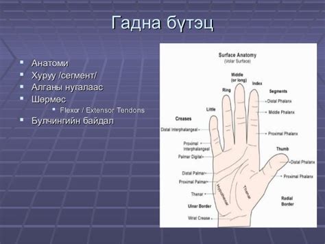 Ж.Билгүүн Гар сарвууны гэмтэл