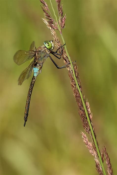 anax parthenope | Fotovážkování