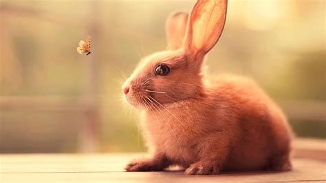 Beige rabbit, rabbits, butterfly, animals, nature HD wallpaper ...