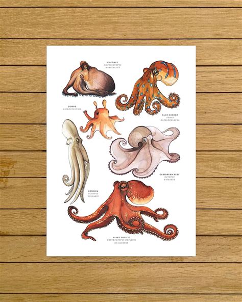 Octopus Poster Octopuses Watercolour Illustration Giclée | Etsy