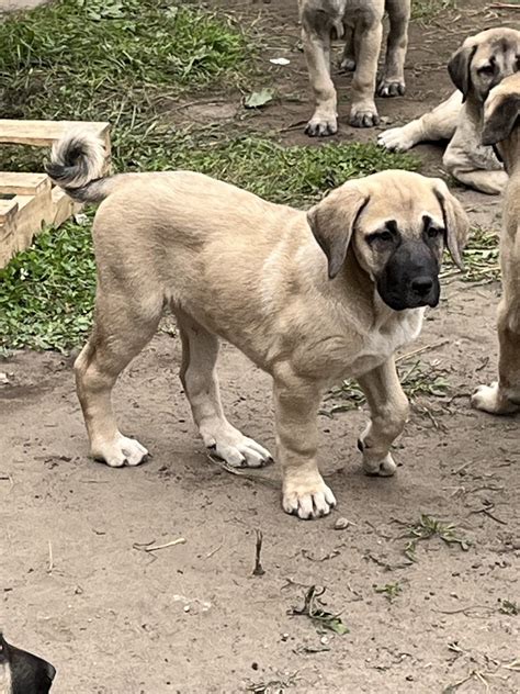 Kangal Dog Puppies For Sale | Hamtramck, MI #536197