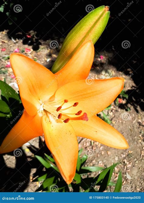 Flowers of Yellow Lilies on the Flowerbed. Lily Stock Photo - Image of