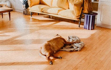 how to stop dog from peeing on floor