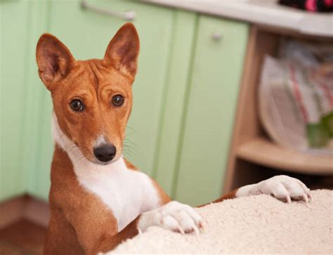 Basenji Stock Photos, Pictures & Royalty-Free Images - iStock