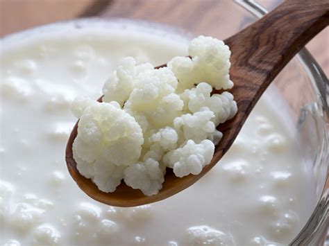 Slow-Fermented Milk Kefir - The Regenerative Sower