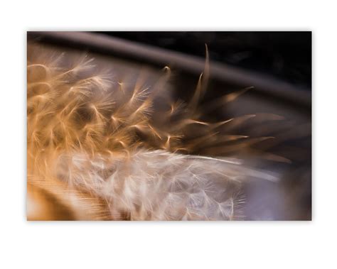 nisus - Stuart Petch Photography