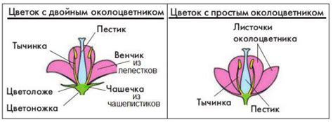 Какво е околоцветник: определение, описание, структура, видове