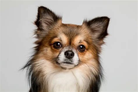 Chihuahua Vs Min Pin: Which Is The Right Dog For You?