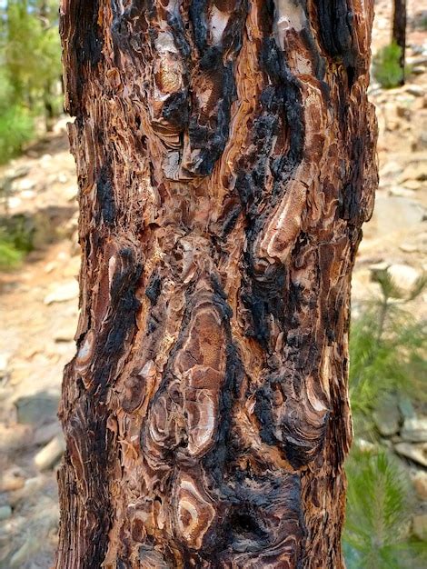 premium photo  burnt tree trunk   burnt area