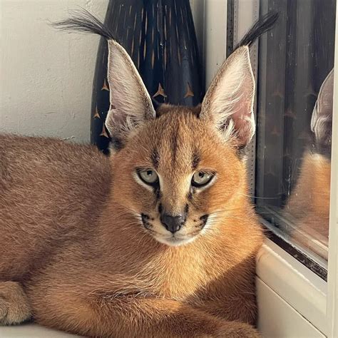 The World’s Rarest Cat Breed: A Fascinating Exploration into Feline ...