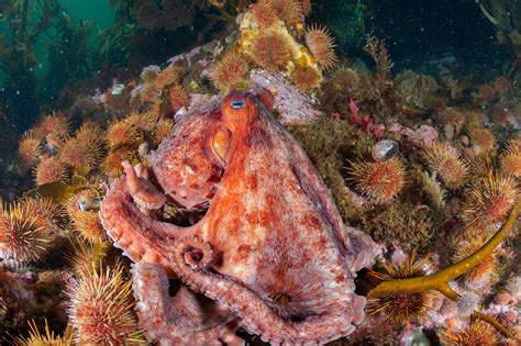 How Argentina is saving one of Earth’s most remote places | National