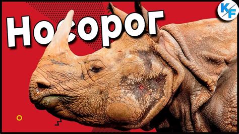 Носорог в деле. Носорог против Бегемота, Льва, Слона, Буйвола ...
