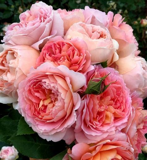 Abraham Darby (Абрахам Дерби) | MokaRoza.ru