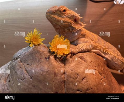 Bearded dragon, lizard Stock Photo - Alamy