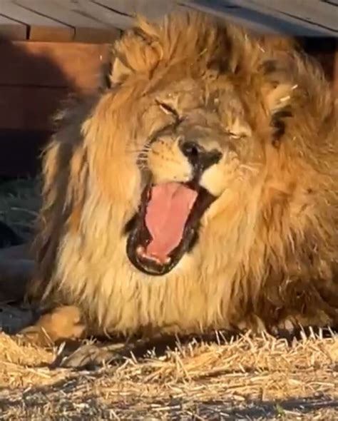 A Story Of A Lion Rescued From 6 Years Of Solitary Confinement In An ...