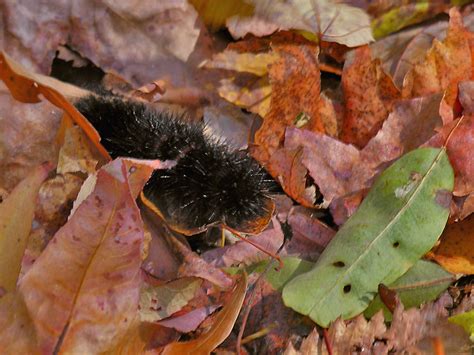 Giant Leopard Moth Caterpillar