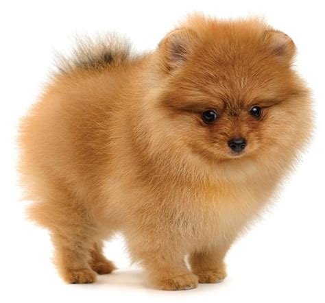 Adorable mini breeds: Meet these mini dogs cute that fit in the palm of ...