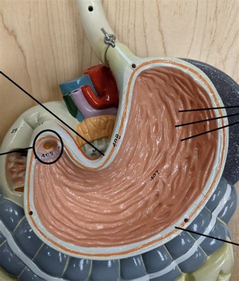 internal stomach diagram quizlet