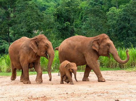 Elephant Sanctuary in Thailand that Will Truly Warm Your Heart