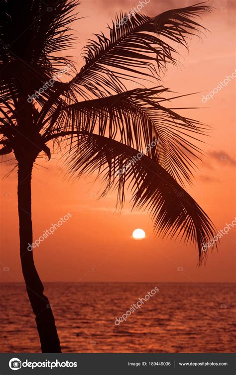 Palm trees silhouette at sunset tropical beach. Orange sunset. Stock ...