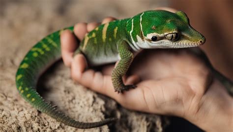 how to care for a pet gecko
