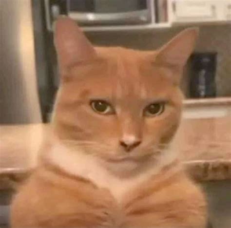 day 74738282 mewing streak in 2024 | Cat pokemon, Anime memes funny ...