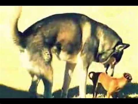 Big Dog Mating With Small Dog #3 - YouTube