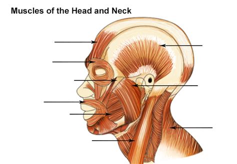 Head and Neck Muscles Diagram | Quizlet