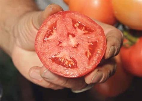 Томат "Герцогиня вкуса": характеристика и описание сорта, фото, отзывы