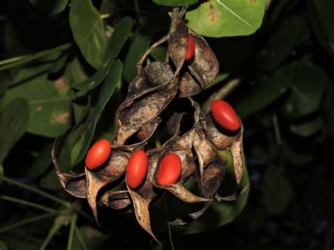 The Flowering plants (Leguminosae - Fabaceae): Fabaceae - Erythrina ...