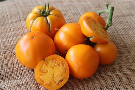 HURMA | Le Tomatologue