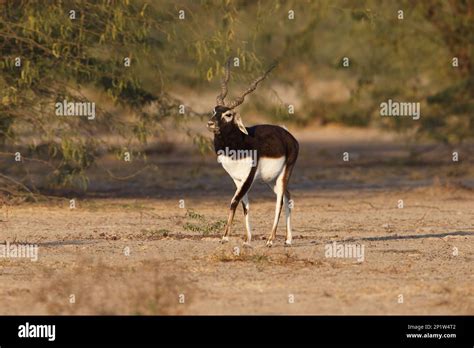 indian blackbuck  res stock photography  images alamy