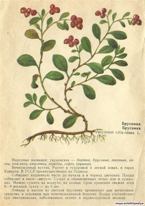 Брусника 💗🌿 | Лекарственные растения, Растения, Целебные травы