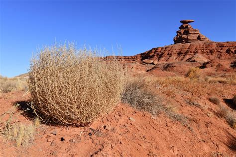 Wanna grow your own tumbleweed? Now you can! | Boing Boing
