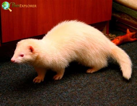 White Ferret Species at Sofia Goldman blog