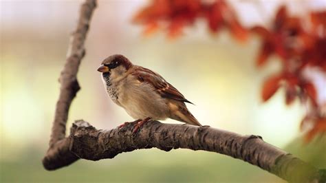 Brown Sparrow bird perching on twig HD wallpaper | Wallpaper Flare