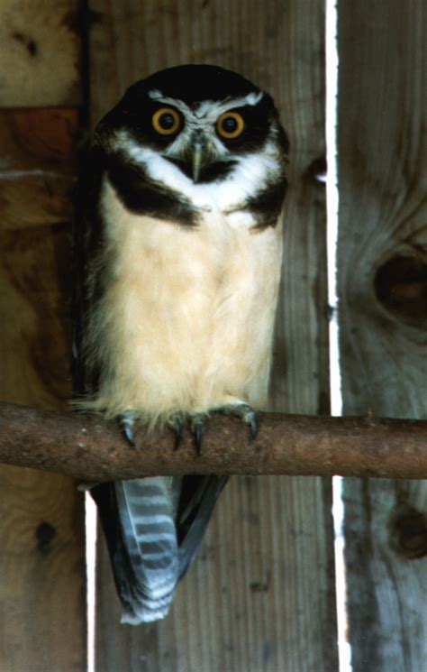 adopt  spectacled owl  world owl trust cumbria