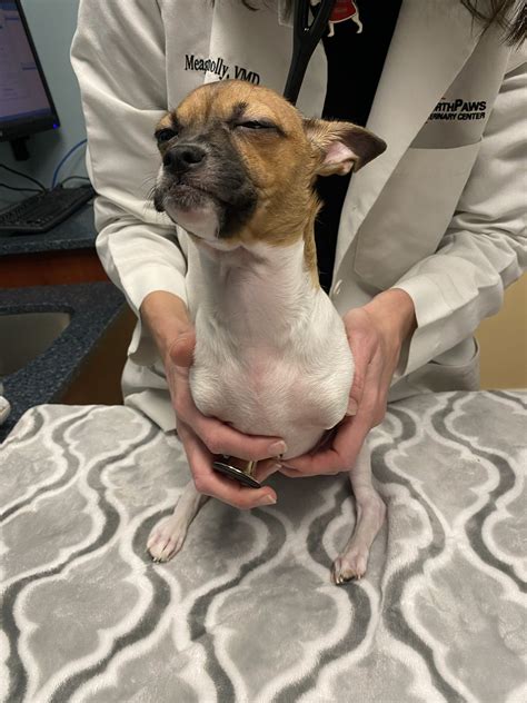 Dog With No Front Legs